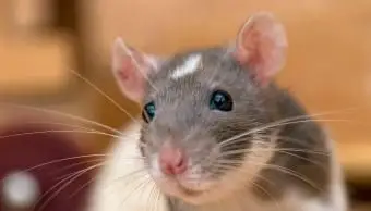 szary i biały szczur