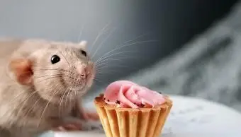 Śliczny uśmiechnięty szczur