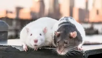 315 imion szczurów domowych