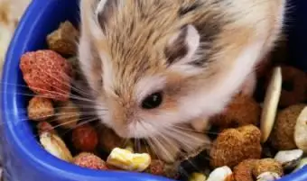 ペレットミックスを食べるハムスター