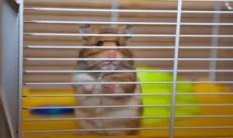 適切なバー間隔のハムスターケージ