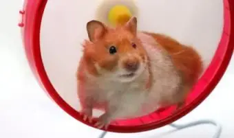 ソリッドホイールのハムスター