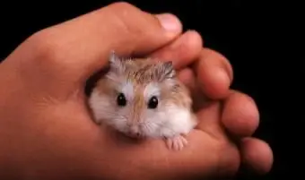 ハムスターを持って