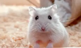 ハムスターケアの基本