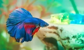 青いベタの魚アクアリアンは水族館で泳ぐ