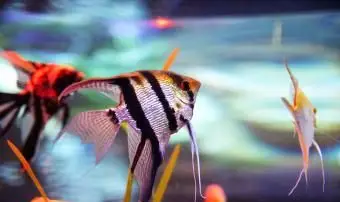 水槽内のエンゼルフィッシュ