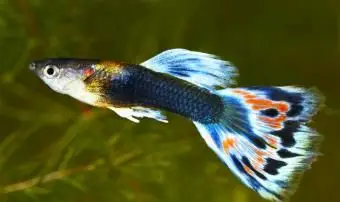 グッピー。 Poecilia（Lebistes）reticulata