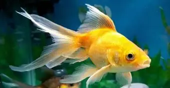 水族館で泳ぐ金魚