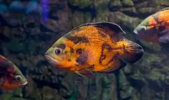 オスカーフィッシュ