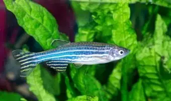 水族館のゼブラフィッシュ