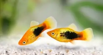 サンバーストタキシード板状のオスXiphophorus