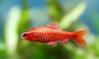 柔らかい緑の植物の美しい赤い魚