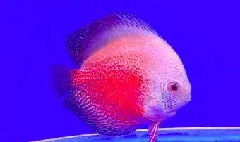 ディスカスフィッシュ