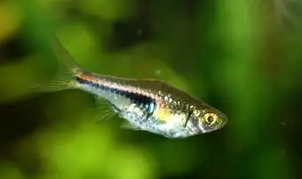 ハーレクインラスボラ（Rasboraheteromorpha）人気の淡水水族館の魚