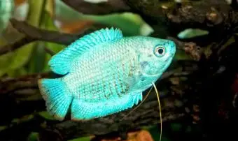 水族館のトリコガステル（コリサ）