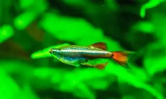 ホワイトクラウドマウンテンミノーフィッシュ