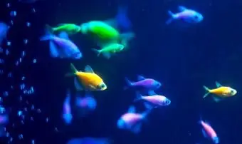 カラフルなグロフィッシュの水中魚