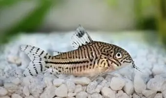 ヒョウコリドラス