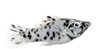 モリーフィッシュ