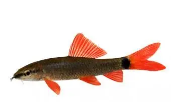 レインボーシャーク