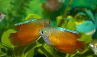 熱帯水族館の魚の20の人気のあるタイプ