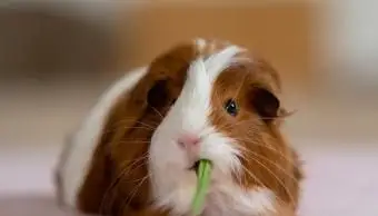 Idee per il nome di porcellino d'India per colore