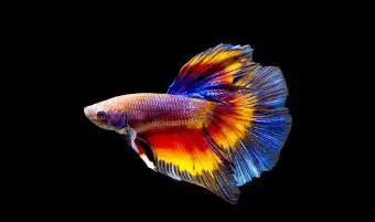 100 nombres de peces Betta para todos los tipos