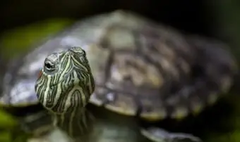 Tortuga brasileña mirando a su alrededor