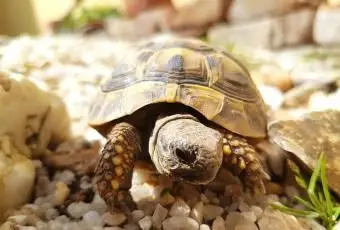 Tortuga de caja caminando sobre grava