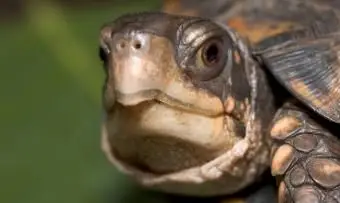 Tortuga mira fijamente a la cámara