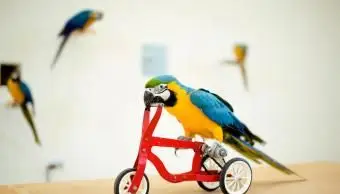 Perroquet coloré monté sur vélo rouge