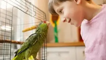 175 noms de perroquets parfaits pour votre animal de compagnie