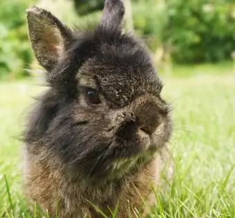 草の上のライオンヘッドウサギ