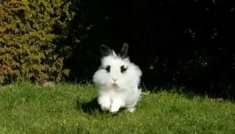 ライオンヘッド白うさぎホッピング