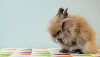 ライオンヘッドのウサギが自分自身を掃除