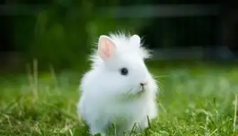 ライオンヘッドのウサギの品種のプロフィールと写真