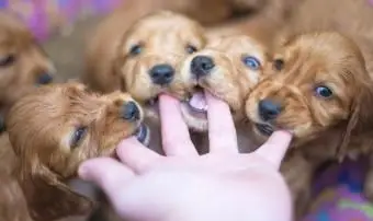 男性の手で噛む子犬