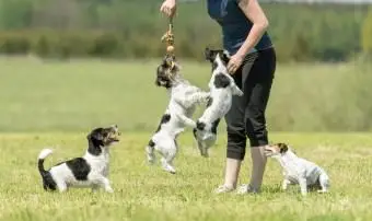 ジャックラッセルテリアのパックでの作業