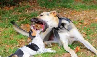 大人と子犬の犬の遊びと噛みつき