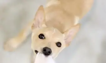 攻撃的な噛む子犬