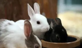 Sprievodca základnou starostlivosťou o domácich králikov pre nových majiteľov