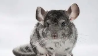 Instructions et astuces pour le bain de poussière de chinchilla