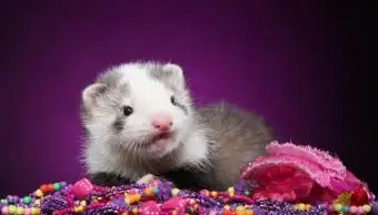 Filhote de furão com miçangas