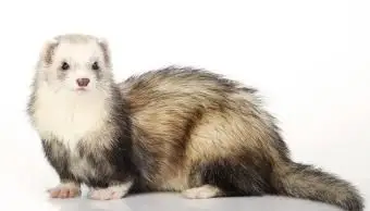 Furão de prata fofo