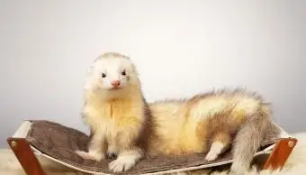 Bela furão de cor clara