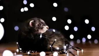 Furão de zibelina preta