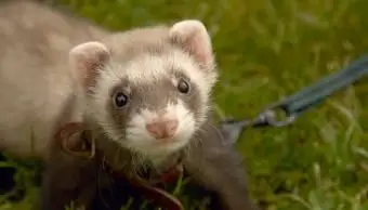 Doninha de estimação de chocolate