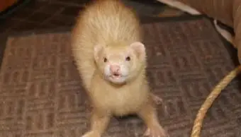 Furão fêmea adulta canela