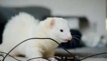 Furão branco de olhos escuros