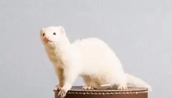 Tipos de furão comuns e suas características